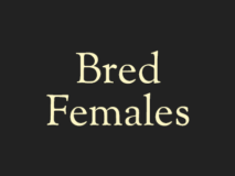 Bred Females